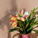 AMARYLLIS FLOWER SET