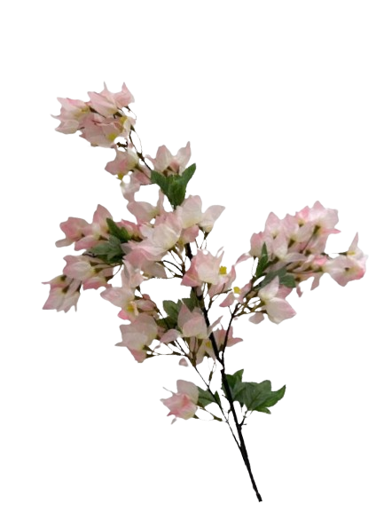 ARABELA FLOWER