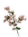 ARABELA FLOWER