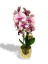 Chloe Artificial Orchid