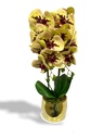 Chloe Artificial Orchid