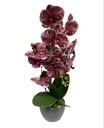 Ekos Artificial Orchid