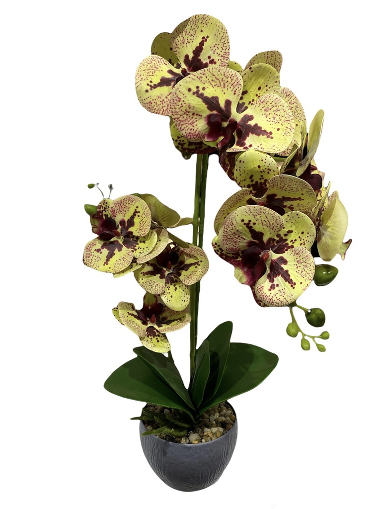 Ekos Artificial Orchid