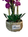 Florata Artificial Orchid