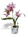 Parisi Artificial Orchid