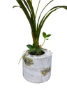 Parisi Artificial Orchid