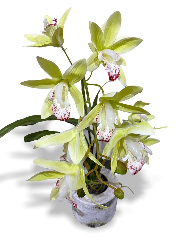 Parisi Artificial Orchid