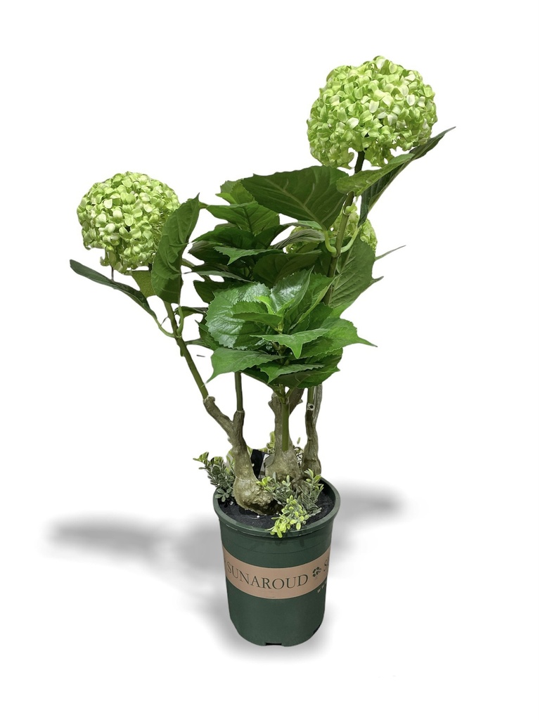 Talia Artificial Hydrangea