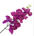DIONE ORCHID FLOWER