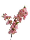 BOUGAINVILLEA FLOWER