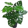KERBE ARTIFICIAL PHILODENDRON TREE