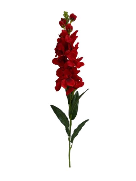 [R0050100065] MATTHIOLA FLOWER