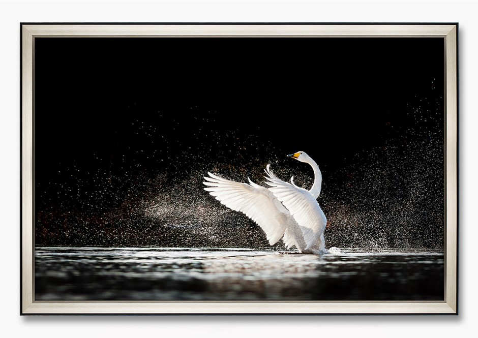 [X0010100415] MUTE SWAN WALL ART