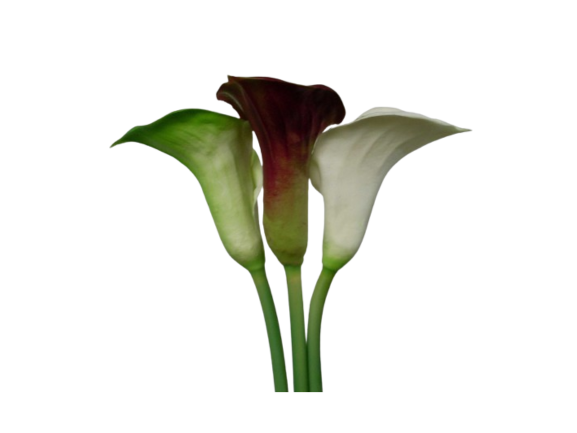 [R0010100053] AVA FLOWER SET