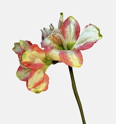 [R0050100004] AMARYLLIS FLOWER SET