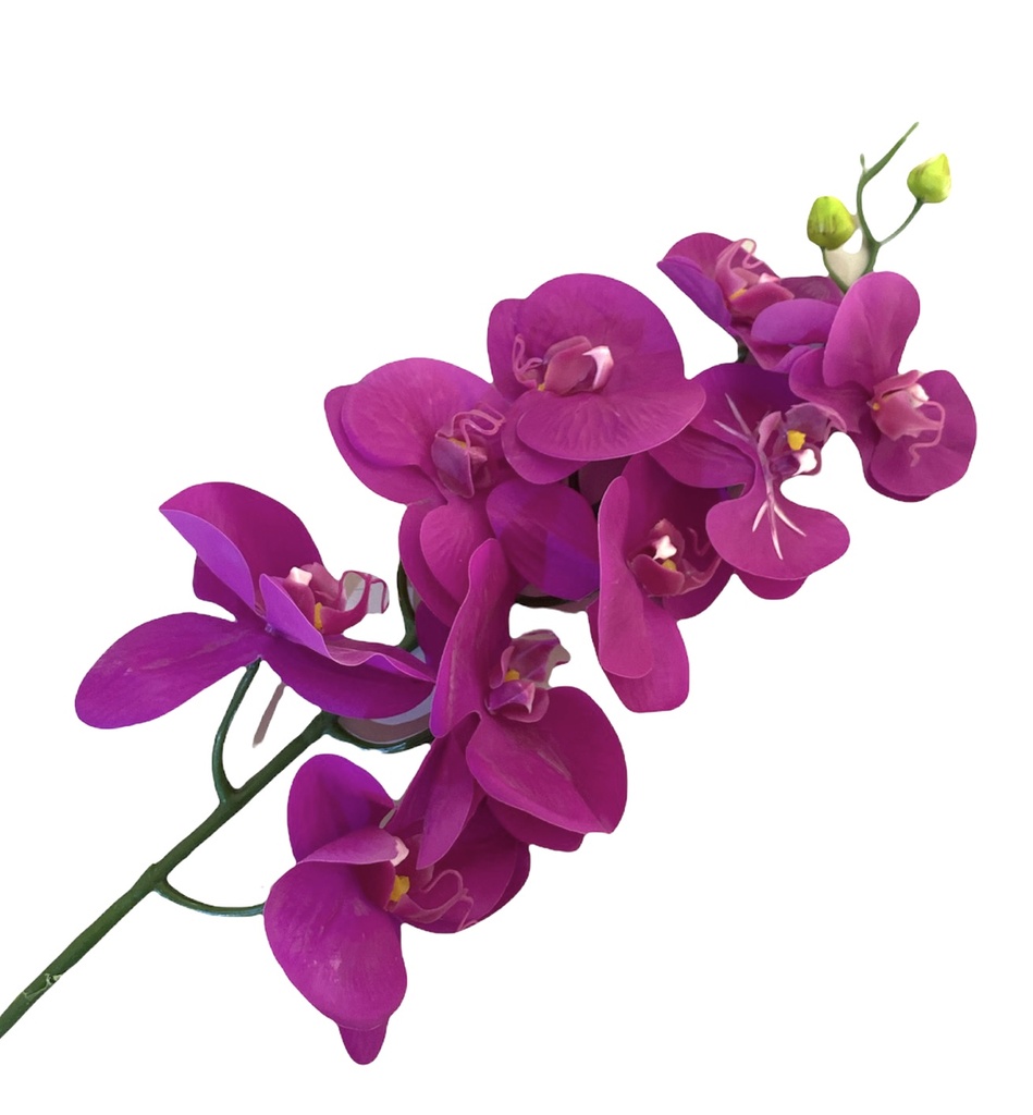 [R0050100031] DIONE ORCHID FLOWER