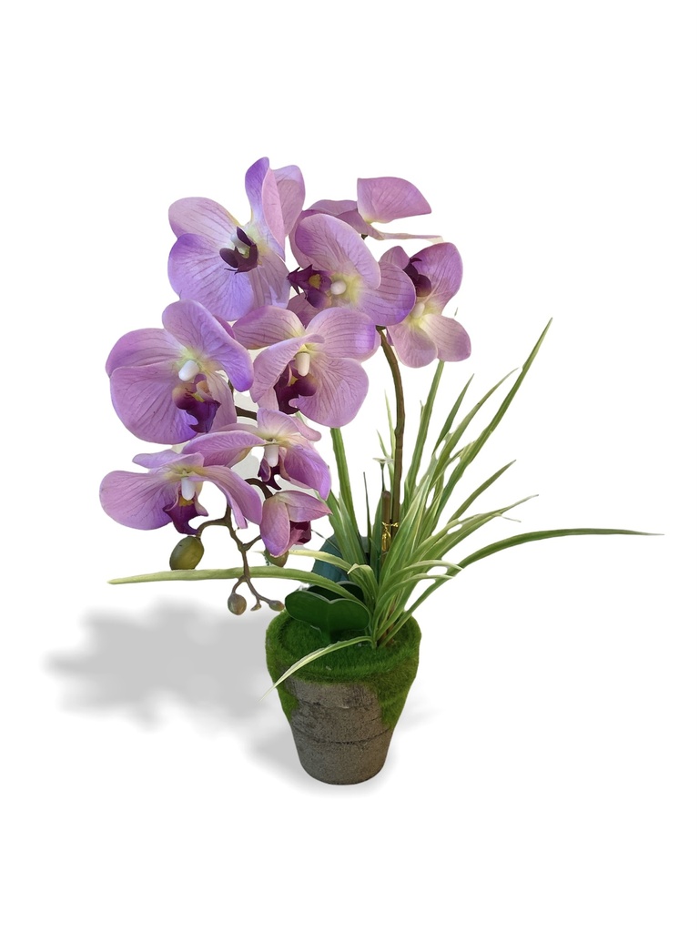 [R0050100060] AMMI FLOWER SET