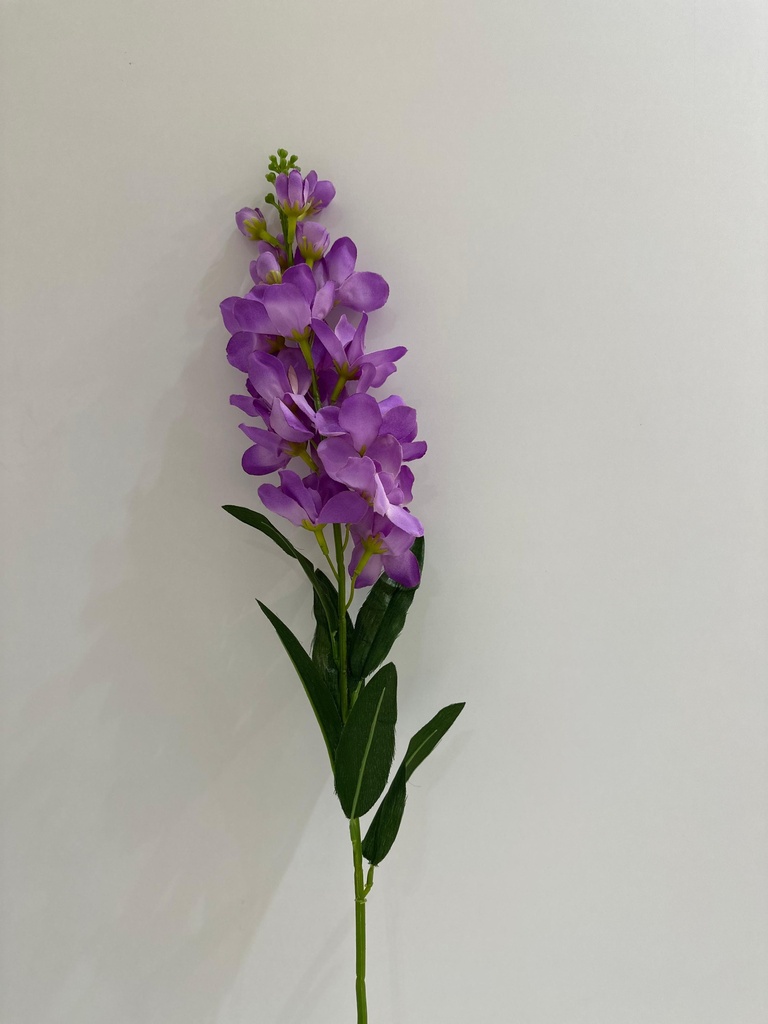[R0070100001] MATTHIOLA FLOWER