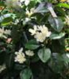 [Z0010100832] ALOWEN ARTIFICIAL TREE